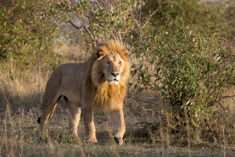 Roma, scatta l’allarme: un leone fugge dal circo a Ladispoli