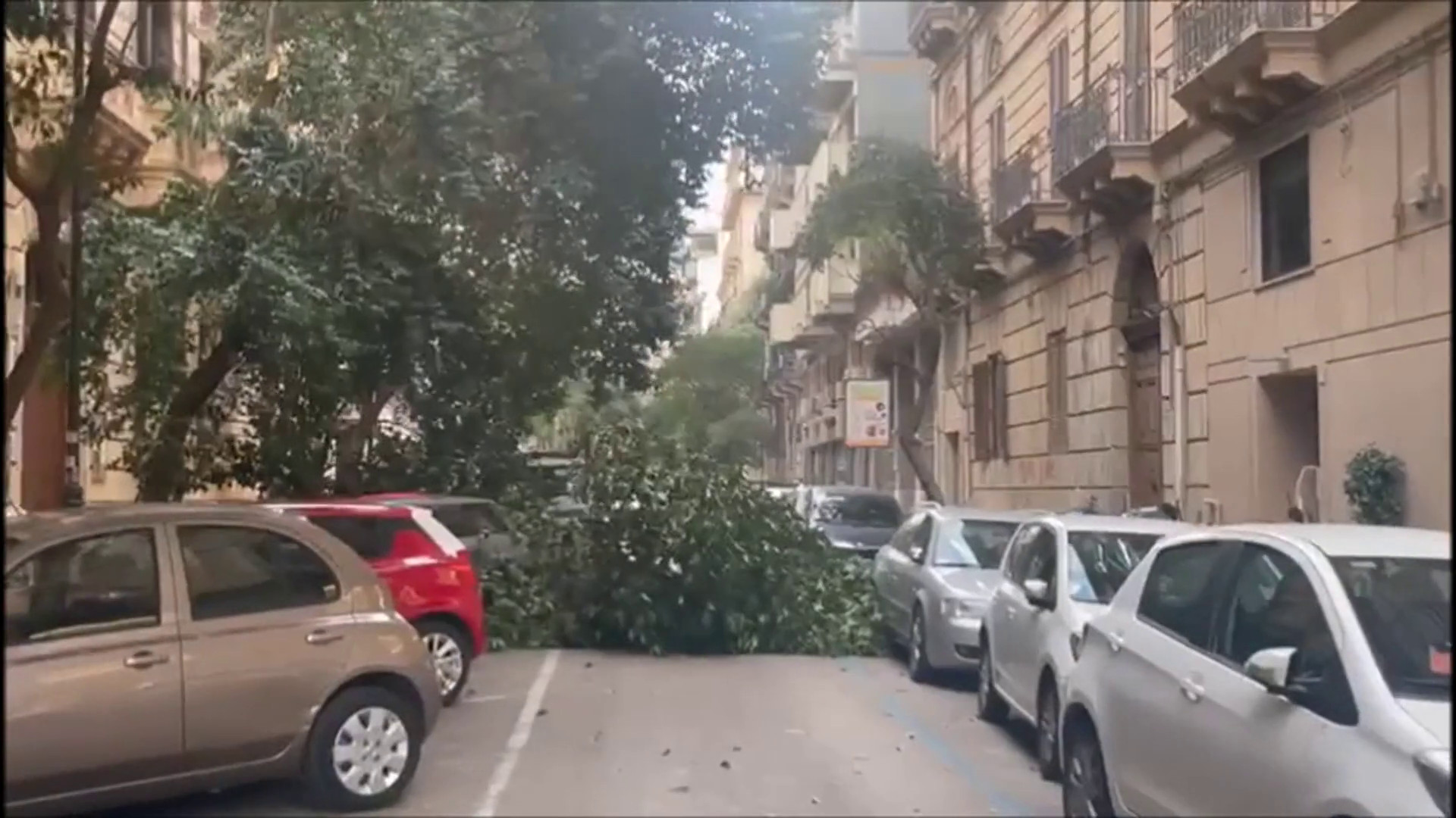 Maltempo, alberi caduti per il forte vento a Palermo