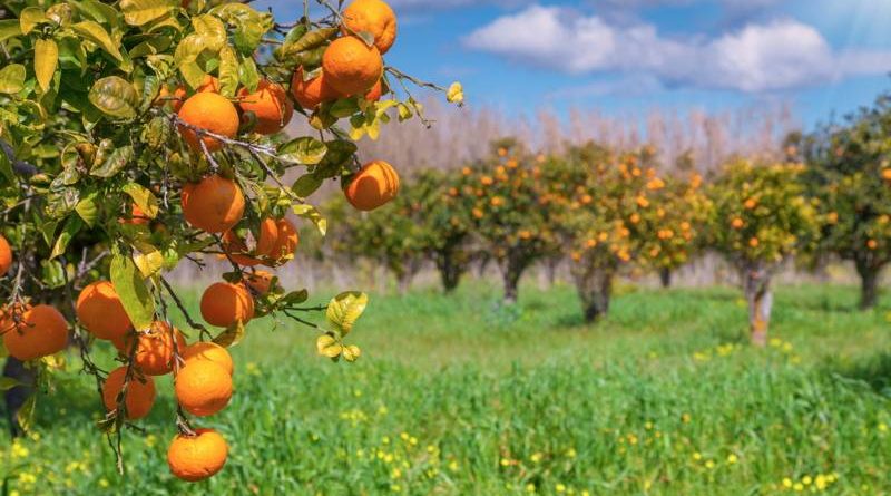 Sinalp contro la globalizzazione alimentare: “Proteggere l’agricoltura e la zootecnia siciliana”