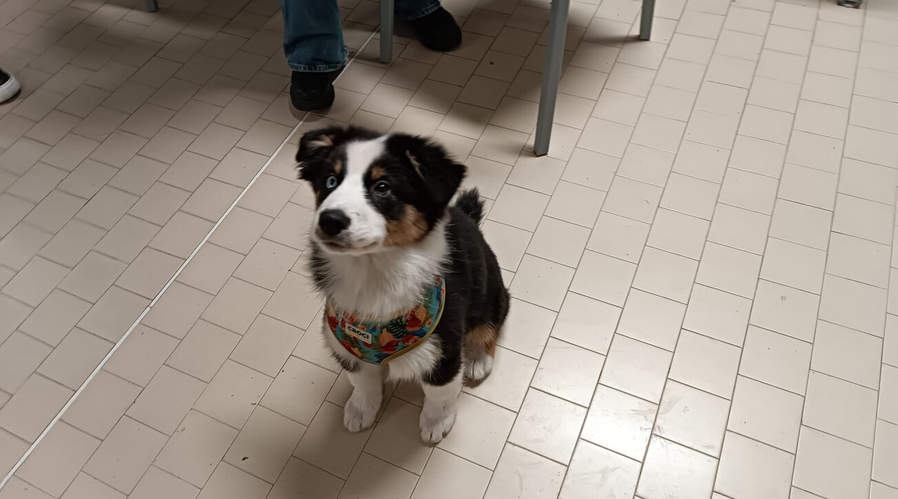 La docente porta a scuola la cagnolina che ne diventa la mascotte