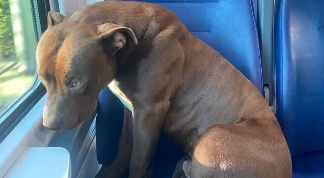 Pitbull sale sul treno da solo e va in ‘gita’ fino a Venezia. L’animale era abituato ai viaggi, la Polfer lo vede su Facebook