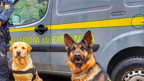 Sorpreso con droga per 1 mln, preso “corriere” diretto in Sicilia grazie al fiuto dei cani antidroga Syria ed Edin