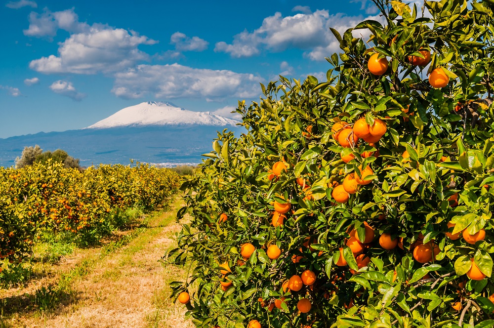 Agricoltura, Sicilia: pubblicati bandi per 35 milioni di euro