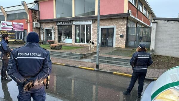 Il vitello che passeggia al centro commerciale