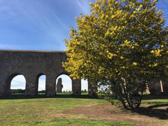 8 marzo, immunologo: “La mimosa lasciamola sull’albero, rischio allergia con contatto”