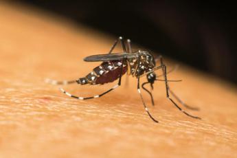 Dengue, la zanzara tigre si risveglia. “Priorità combatterla ora”