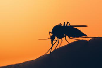 Dengue, stretta sui controlli in porti e aeroporti: in arrivo nuova circolare