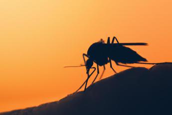 Malaria in Veneto, paziente tornato da viaggio: allarme rientra