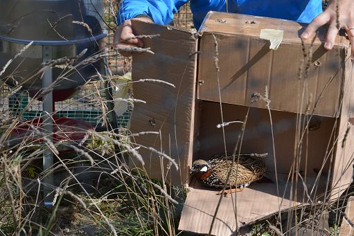 Estinto per la caccia, il Francolino torna in Sicilia dopo 150 anni: Progetto di Cantina Planeta e Fondazione Biodiversità del Mediterraneo