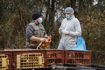 Aviaria, scienziato Usa: “Probabili altri casi umani non diagnosticati”