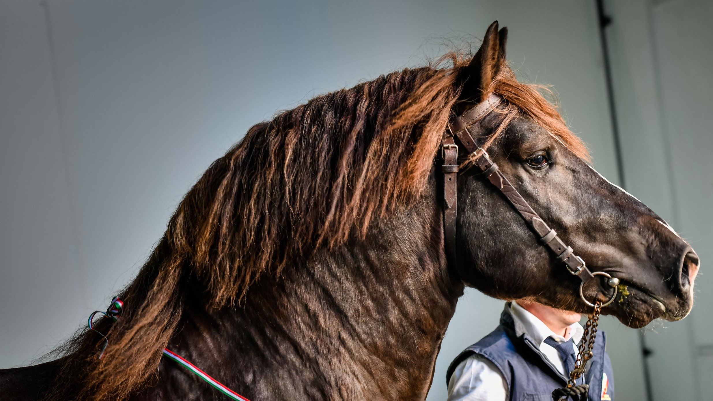 Sommatino. Il 10, 11 e 12 maggio c’è la prima edizione della Fiera del Cavallo del Centro Sicilia EquiSommatino 2024