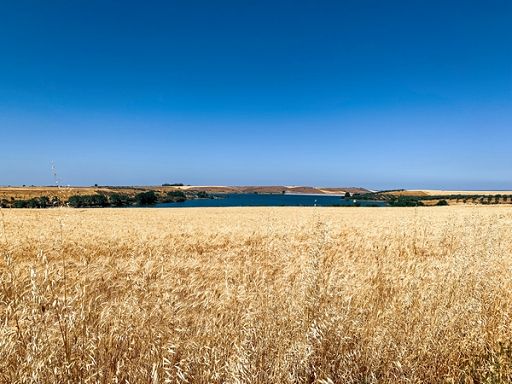 Sicilia. Credito, due avvisi Irfis per finanziare start-up della filiera del grano e della viticoltura