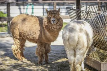 Aviaria in Usa, virus rilevato anche negli alpaca