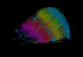 Cervello umano in 3D, frammento mappato e ricostruito per la prima volta