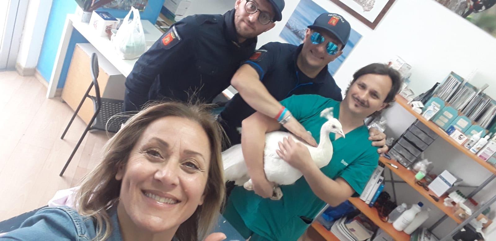 Caltanissetta, pavone bianco avvistato in strada: recuperato grazie al lavoro di squadra