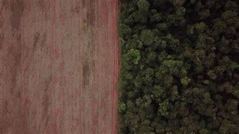 Studio, in Amazzonia collasso dell’ecosistema su larga scala: parte foresta pluviale si sta trasformando in terra asciutta