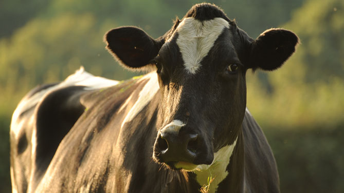 Allevatore muore sul colpo dopo essere stato caricato da una mucca