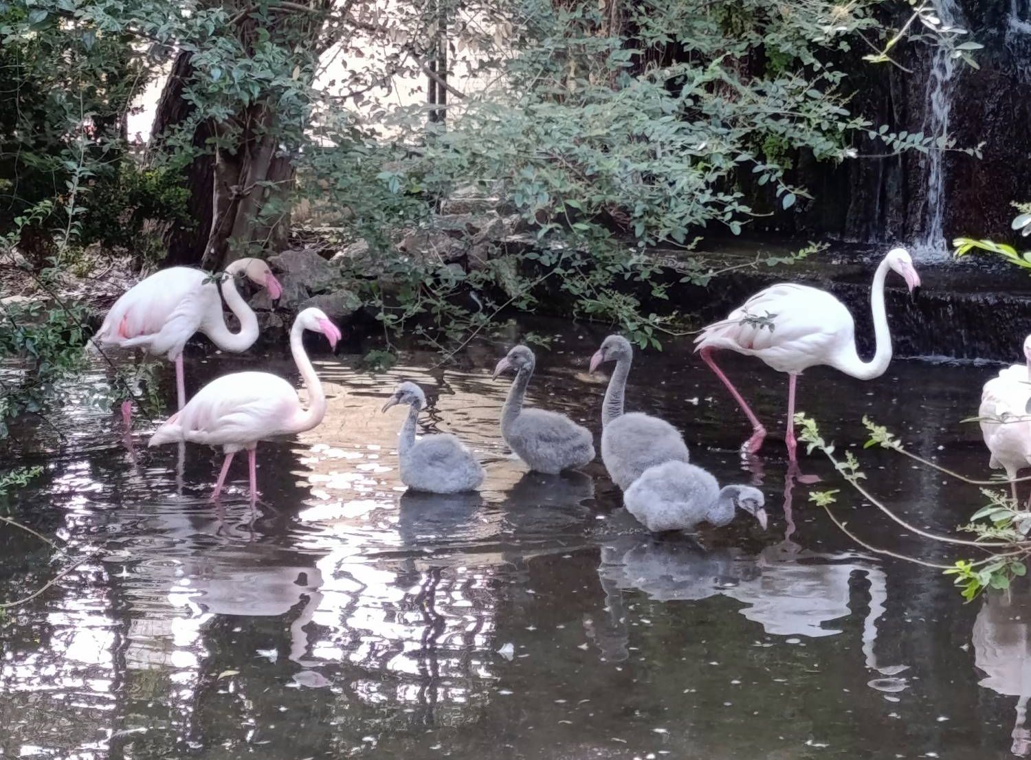 Giardini di Palazzo d’Orlèans a Palermo, nati cinque fenicotteri rosa