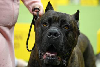 Aggredita in casa dal cane del nipote, morta 97enne