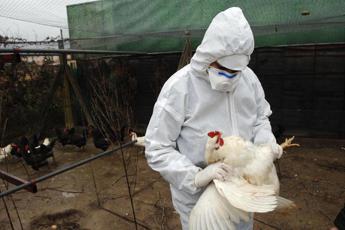 Aviaria, Messico smentisce: “Nessuna morte da H5N2, pessima comunicazione Oms”