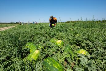 Caldo, in Calabria stop al lavoro nei campi e nei cantieri nelle ore a rischio