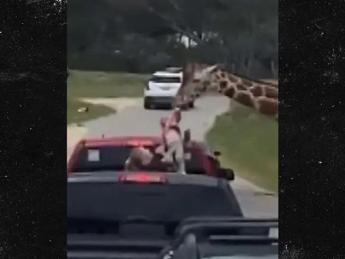 Giraffa afferra bimba durante il safari, attimi di paura in Texas – Video