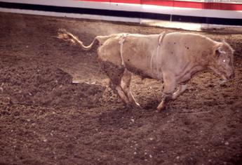 Paura al rodeo, il toro salta e se ne va – Video