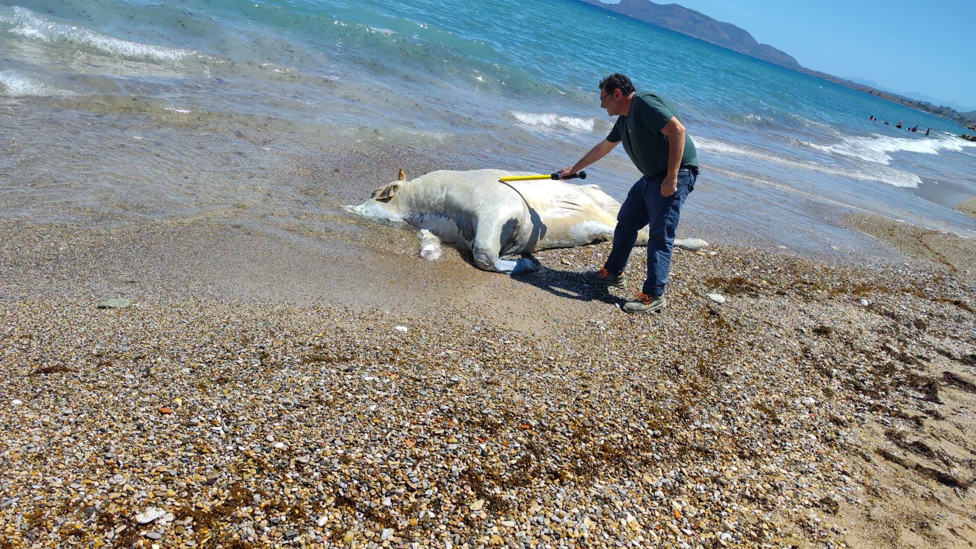 Rimossa carcassa di vitello di 6 quintali in spiaggia a Palermo, Ferrandelli “Subito ripristinata salute pubblica”