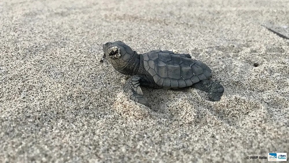 Appello del WWF per salvare nidi di Caretta Caretta, tartaruga marina a forte rischio estinzione