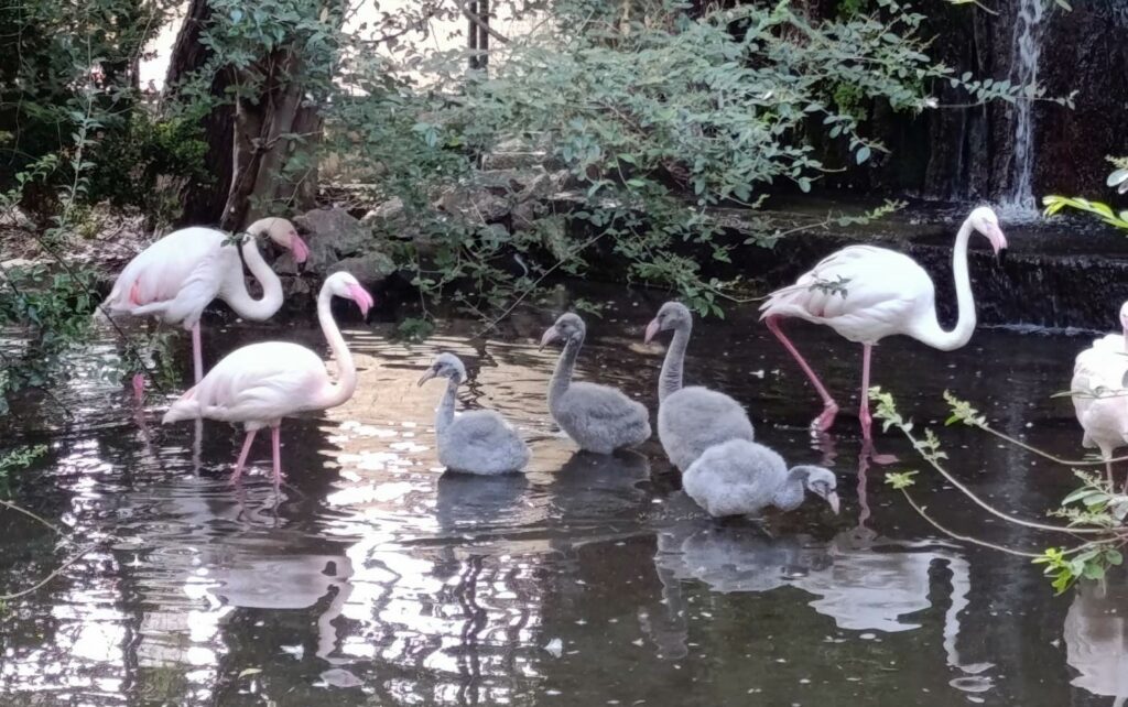 Sorpresa a Palermo: spuntano 5 pulcini di fenicottero rosa nei giardini di Palazzo d’Orleans