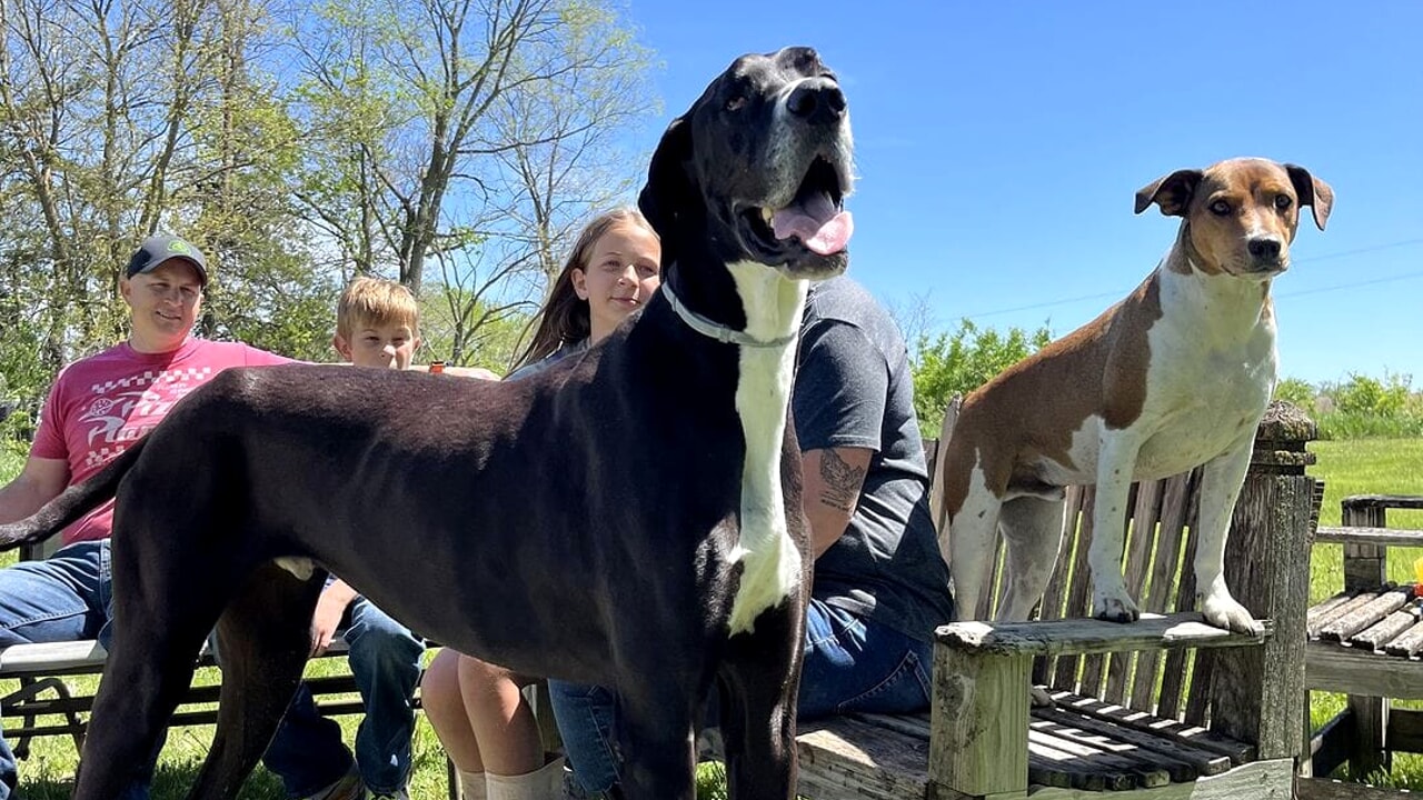 Il cane più alto del mondo è morto all’improvviso dopo la festa per il Guinness