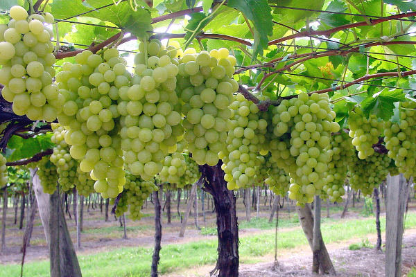 Consorzio di tutela dell’uva da tavola di Canicattì I.G.P. ha ricevuto il riconoscimento ufficiale dal Ministero dell’Agricoltura