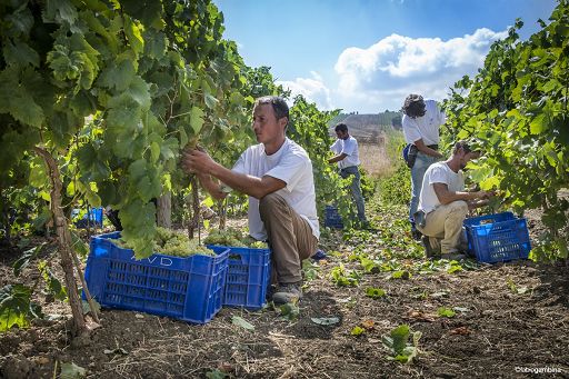 Vendemmia, Donnafugata: “Produzione più bassa ma uve sane e di qualità”