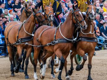 Cavallo di re Carlo morde turista in posa per foto