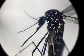 Dengue: un caso in provincia di Firenze, Asl ‘situazione sotto controllo’