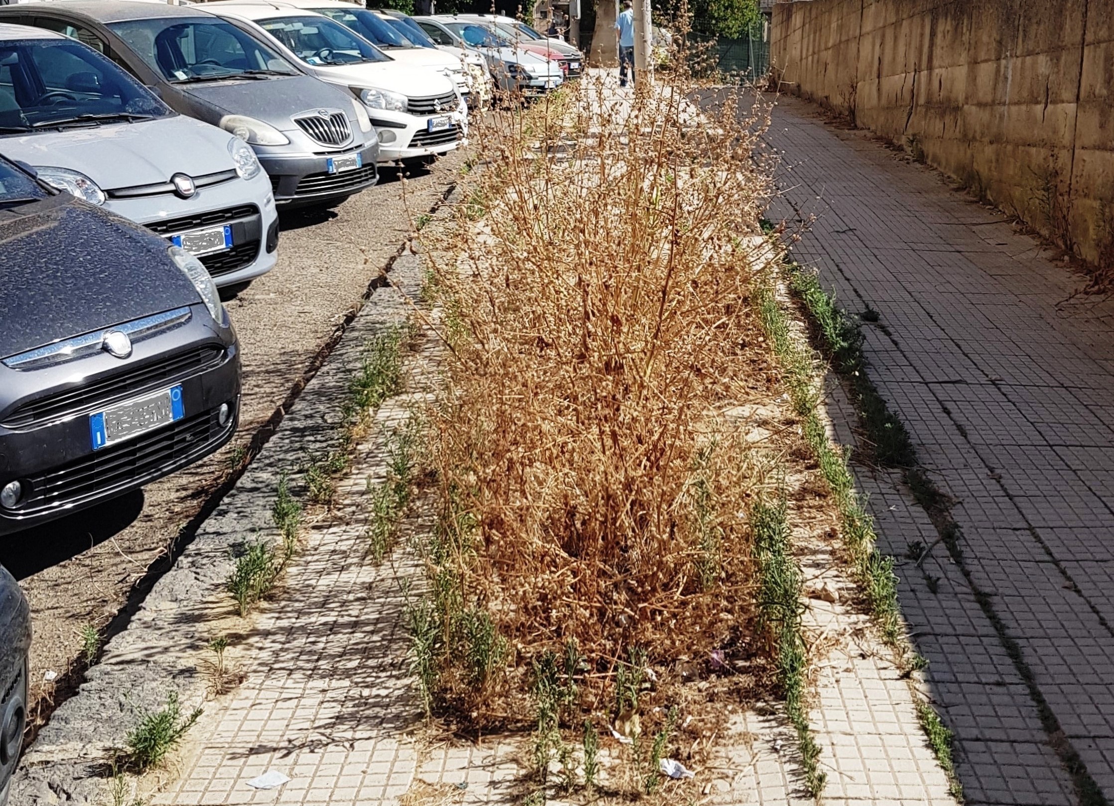 Caltanissetta. Leandro Janni (Italia Nostra Sicilia): “In via Lazio, dopo 2 anni, erbacce vegetano e pavimentazione resta nelle stesse condizioni”