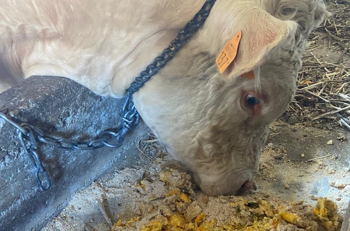 Sicilia. Sinergia tra filiera agrumicola e carni per l’economia circolare e la sostenibilità