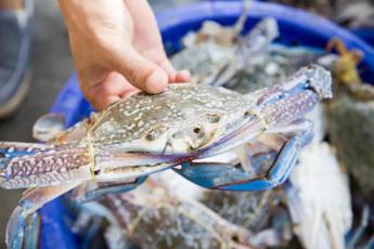 Pesca: tra granchio blu e vermocane pescatori ‘al palo’, attività ridotta con picchi dal 70 al 100%