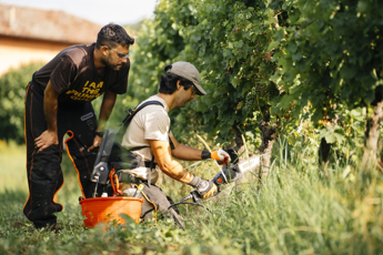 Vino, a scuola di dendrochirurgia in vigna per combattere il mal dell’esca con Simonit&Sirch