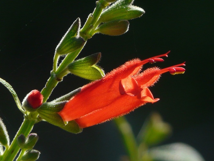 Individuata una nuova possibile terapia anti invecchiamento a base di salvia haenkei