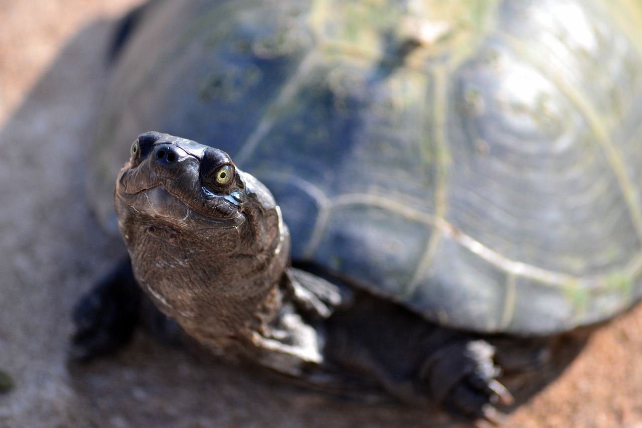 Palermo. Mercato illegale di fauna selvatica: sequestrate quattro tartarughe rarissime