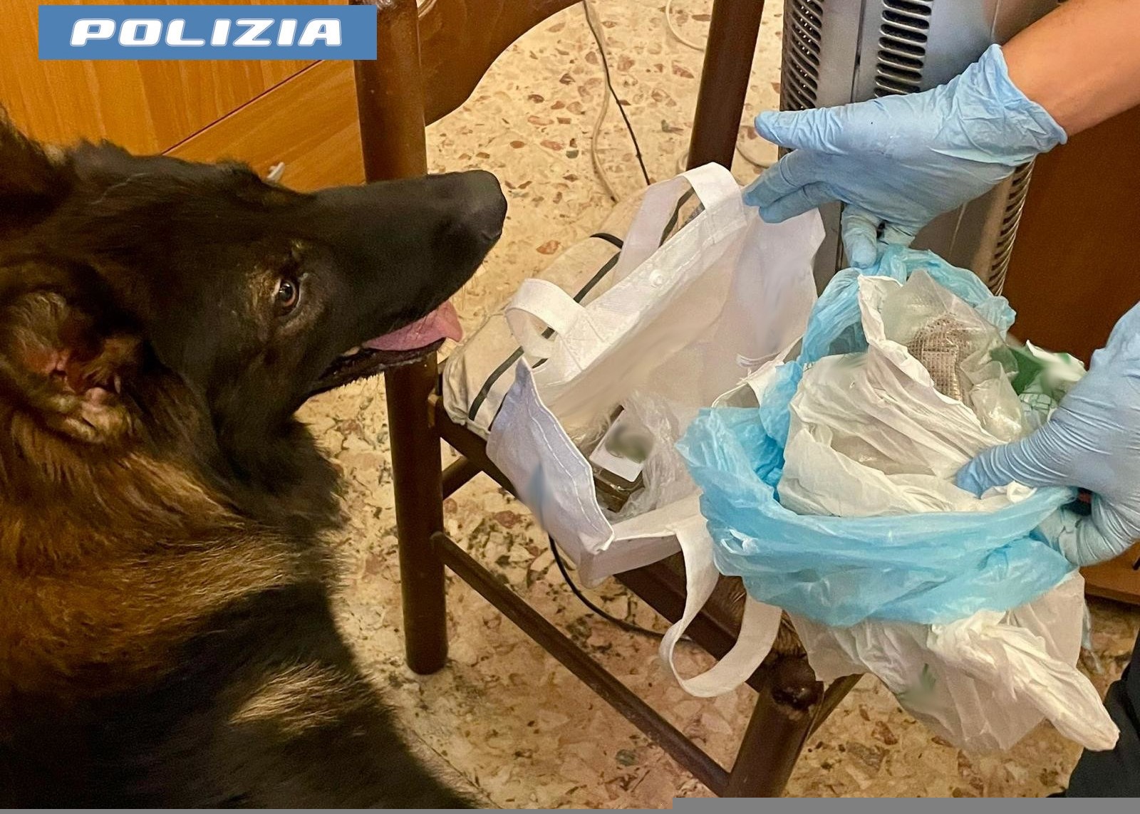 L’infallibile fiuto di Ares e Maui: a Catania scoperti dalla Polizia 7 kg di marijuana