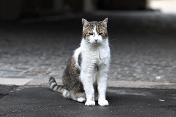 Giornata internazionale del gatto, cos’è e perché si celebra l’8 agosto