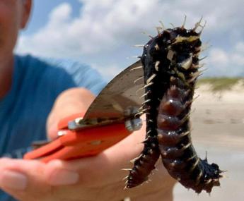 I vermi di fuoco in spiaggia, l’ultimo incubo delle vacanze