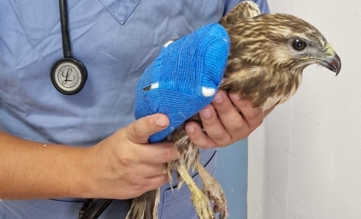 Rapace ferito a Barrafranca (En) recuperato dal WWF di Caltanissetta