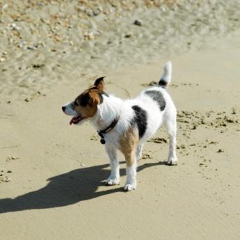 Vacanze al mare con cane, ecco le spiagge italiane più dog friendly