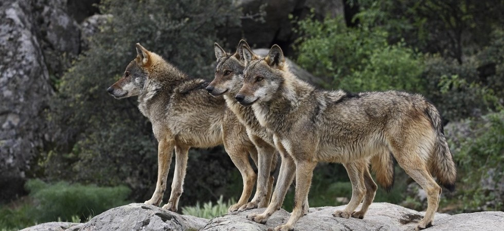 Lupi in Alto Adige, Associazioni: Tar sospende autorizzazione all’abbattimento fino al 24 settembre