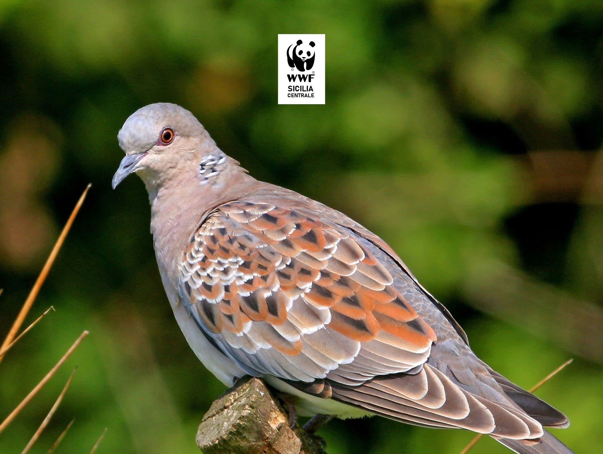 Caccia: dal 1° settembre preapertura della stagione anche nel Nisseno. Bonfanti (WWF): “Una strage di fauna dopo incendio e siccità”