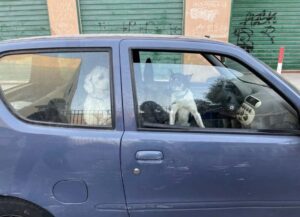 Chiusi in un’auto: sequestrati  2 cani dalle Guardie Zoofile Oipa a Palermo. Indagato il detentore