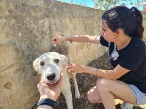 Trapani. Iniziativa “Proteggiamoli ” di OIPA: volontari in strada per applicare antiparassitari a cani e gatti senza casa